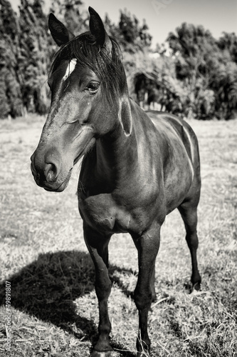 Horse portrait black and white © progat