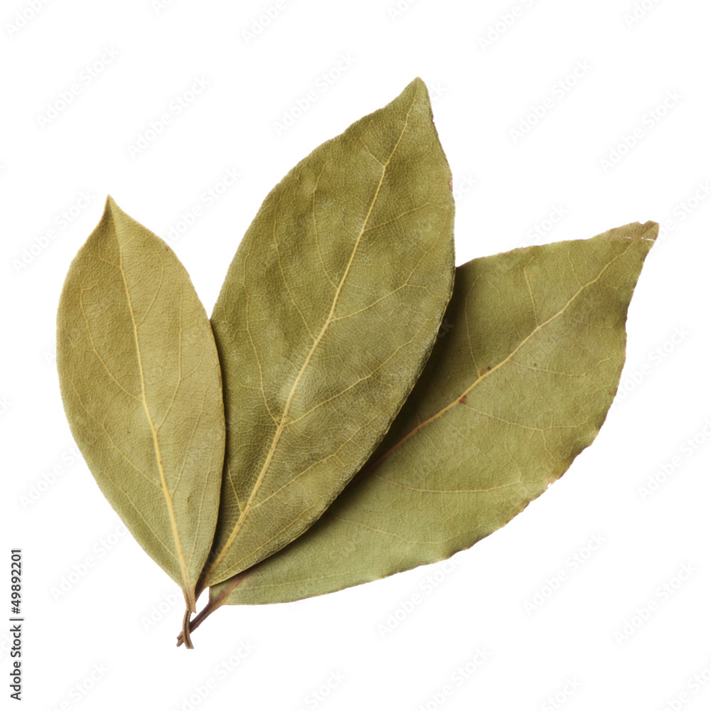 Bay leaves isolated on white background