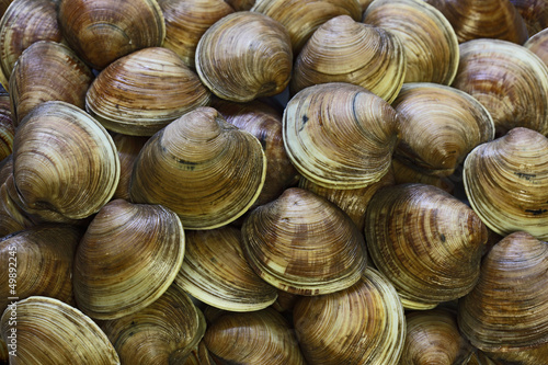 Εκτύπωση καμβά Clams Background
