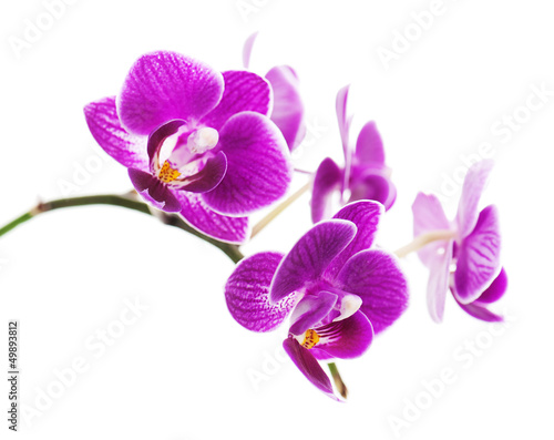 Rare purple orchid isolated on white background. © GLandStudio