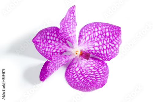Fototapeta Naklejka Na Ścianę i Meble -  pink Orchid flowers on white background