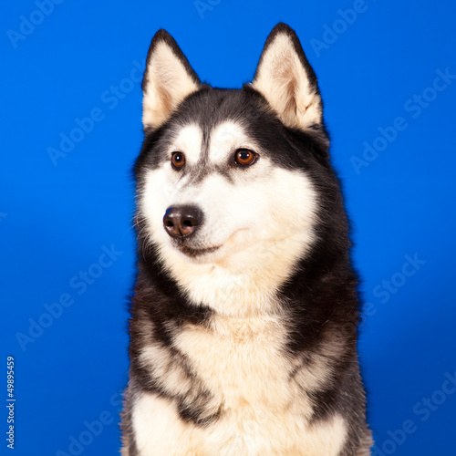 dog husky