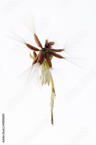 dandelion seed isolated