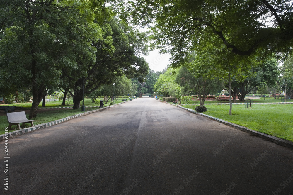 Fototapeta premium Trees along the road, Lal Bagh Botanical Garden, Bangalore,
