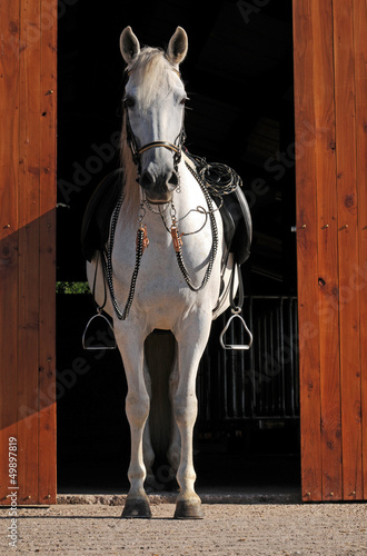 Fotografie Paso Fino