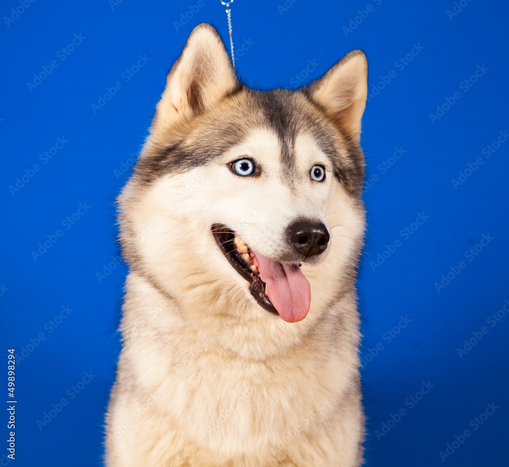 dog husky dog husky
