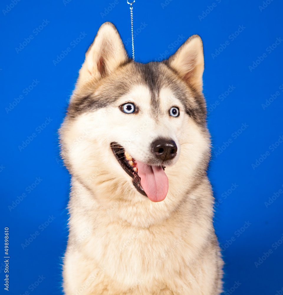dog husky dog husky