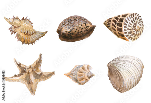 Seas shells watercolor