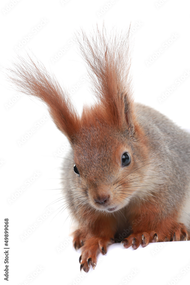 Fototapeta premium squirrel,