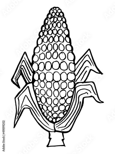 Hand drawn, vector illustration of ear of corn