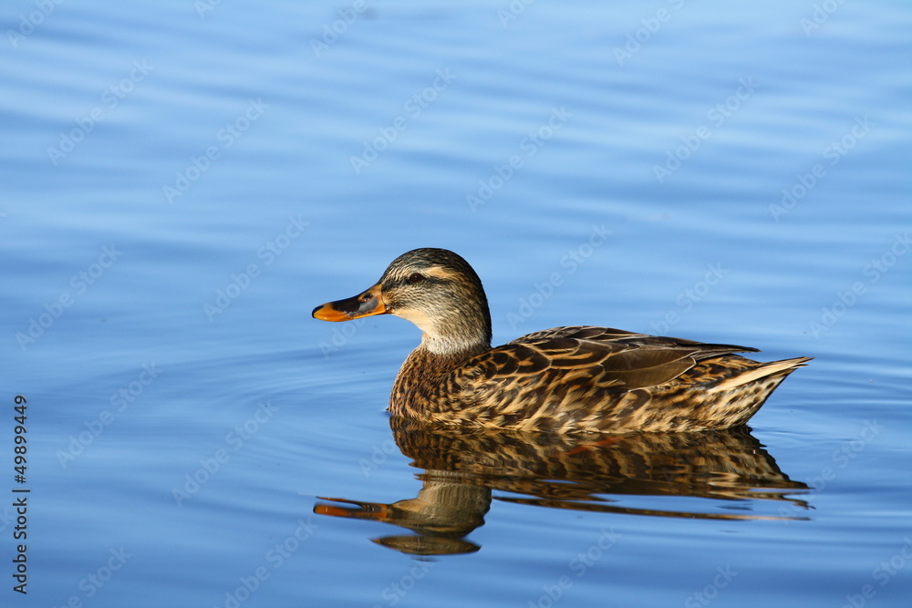 Duck Duck