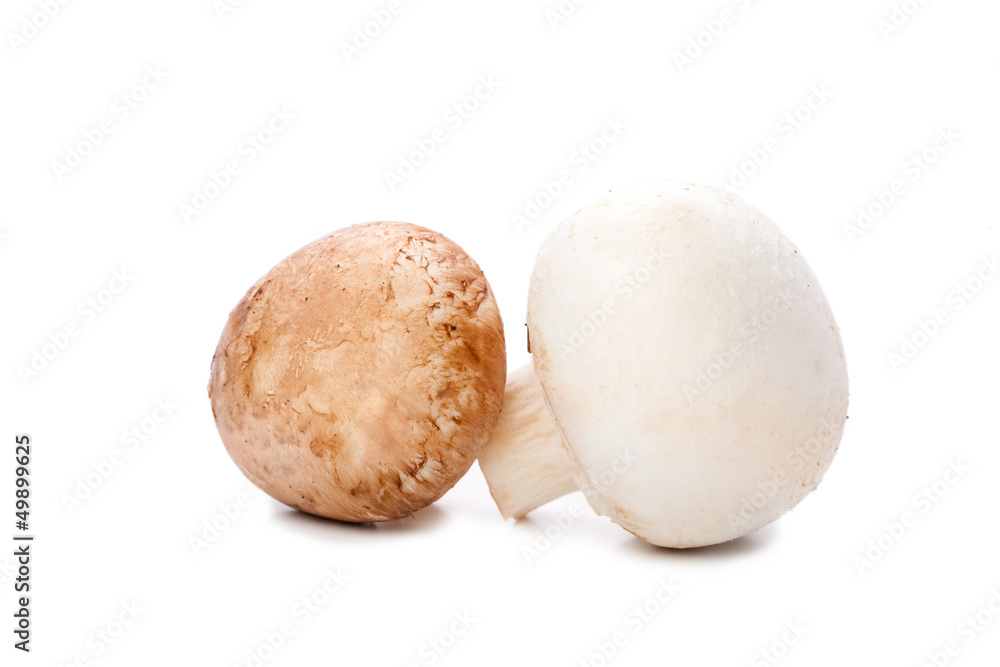mushroom on white mushroom on white