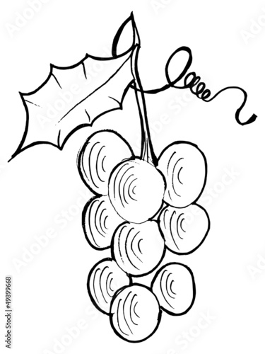Hand drawn, vector, cartoon illustration of grapes