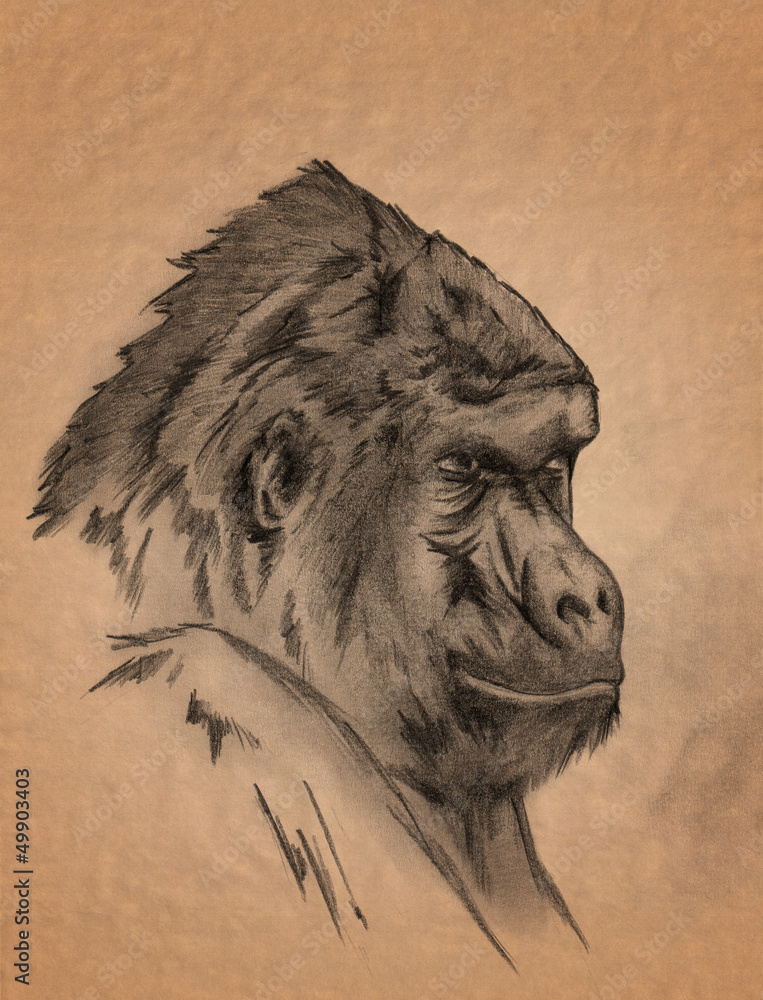 gorilla monkey portrait - freehand sepia toned pencil drawing Stock  Illustration | Adobe Stock