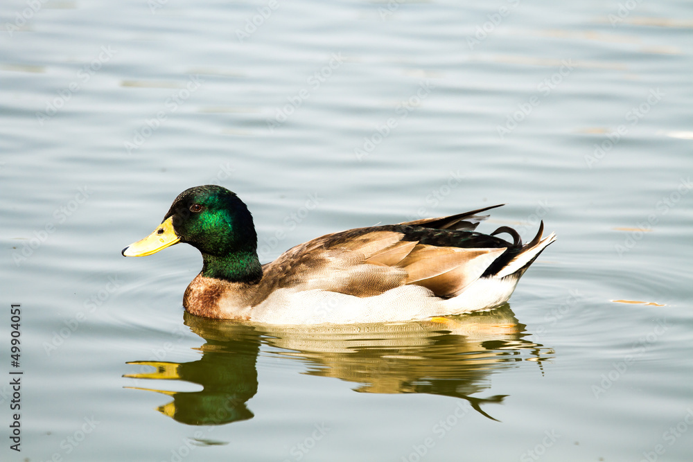 duck in nightsafari chiangmai Thailand duck in nightsafari chiangmai Thailand