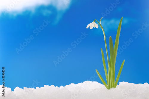 Frühling Winter: Schneeglöckchen im Schnee © Markus Mainka