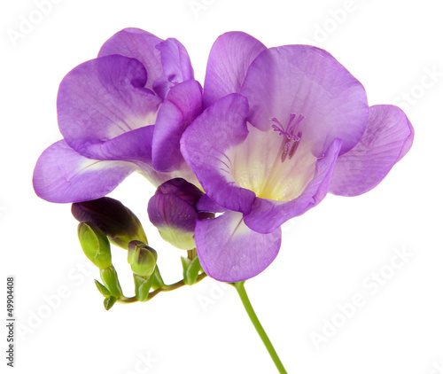 Purple freesia flower, isolated on white