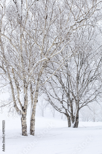 Birch Trees in Snow © Anthony Brown