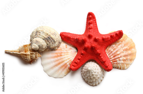 Seastar and seashells on white