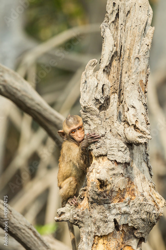 The lovely small Monkey catch on the tree in the forest