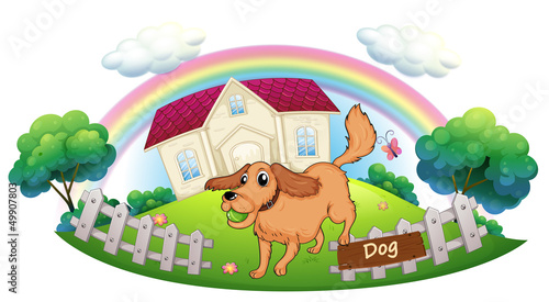 A dog playing in front of a house