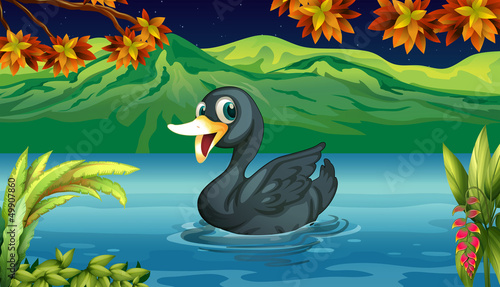 A black swan at the lake