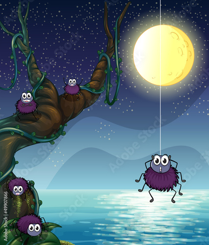 A group of spiders