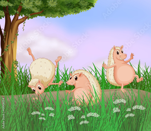 Three molehogs playing