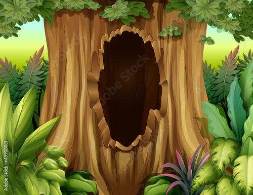 A hole in a big tree