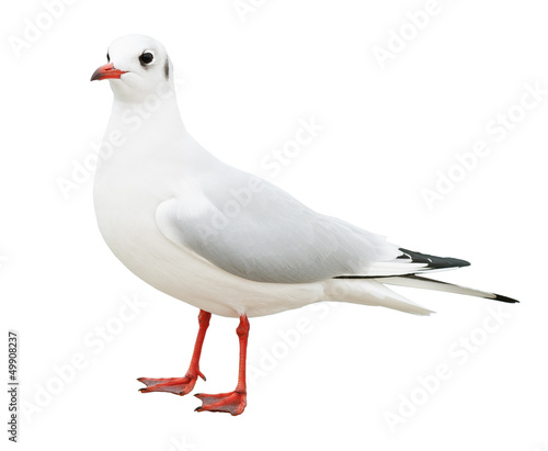 white bird seagull isolated