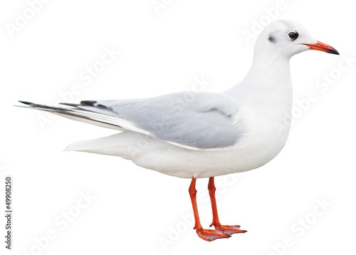 white bird seagull isolated