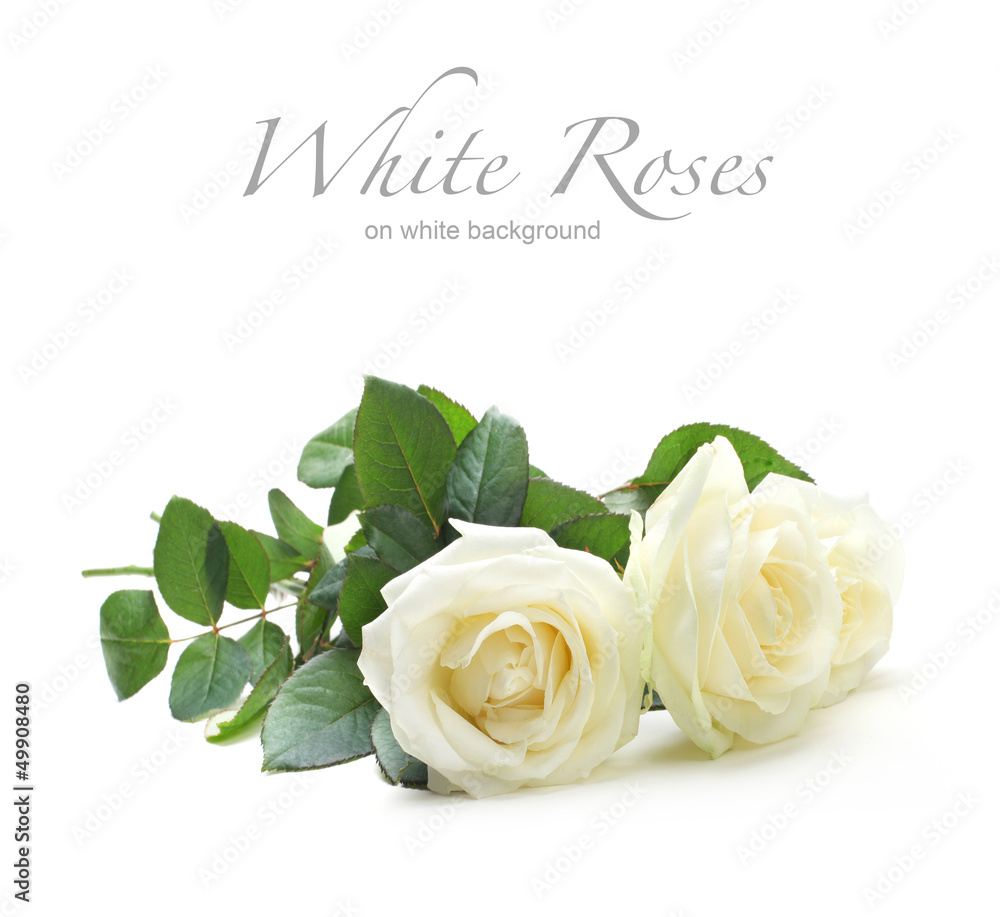 Fototapeta premium three white roses isolated on white