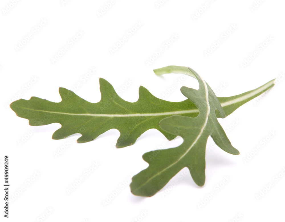 Obraz premium Sweet rucola salad or rocket lettuce leaves