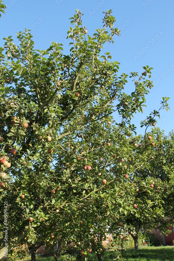 An Apple Tree Orchard on a Sunny Day. An Apple Tree Orchard on a Sunny Day.