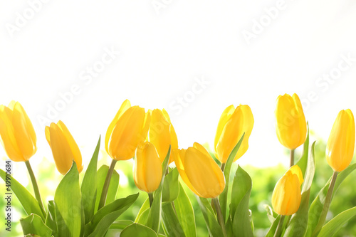 Fototapeta Naklejka Na Ścianę i Meble -  Yellow tulips