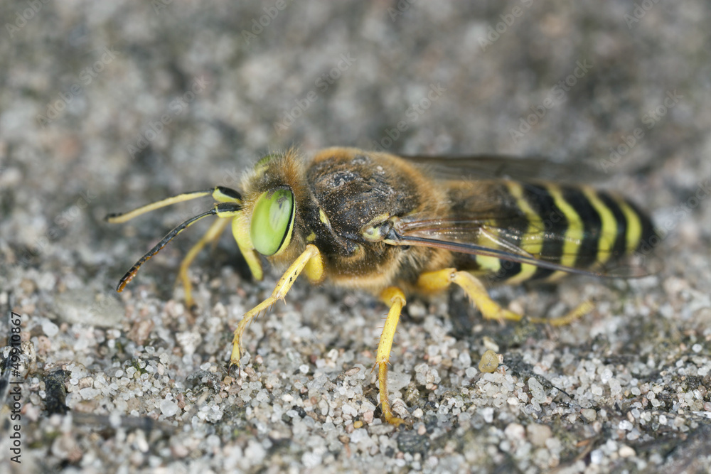 Sand Wasp, Bembix rostrata, macro photo Sand Wasp, Bembix rostrata, macro photo