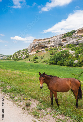 Green field, mountains and horses