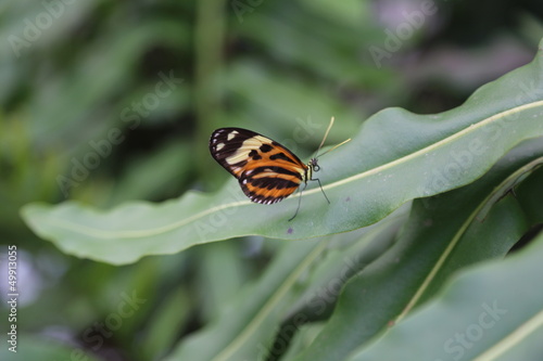 tropischer Schmetterling