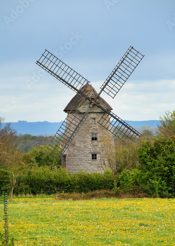 English Windmill behind a field of yellow flowers