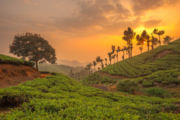 Wandcirkels India Theeplantages in Munnar Kerala  © javarman