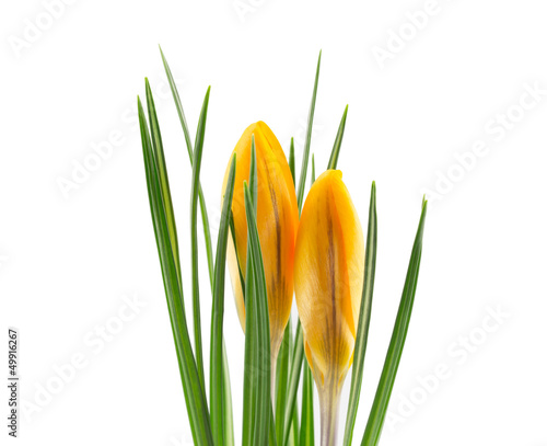 crocus