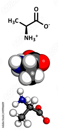 Alanine (Ala, A) amino acid, molecular model.