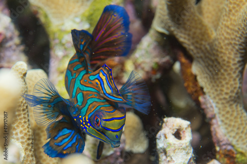 Mandarin fish on hard coral background photo