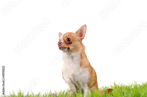 funny chihuahua dog on green grass © Art_man