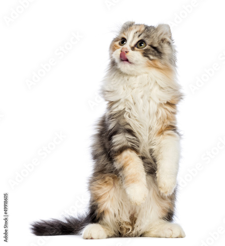 Fototapeta Naklejka Na Ścianę i Meble -  American Curl kitten, 3 months old, standing on hind leg