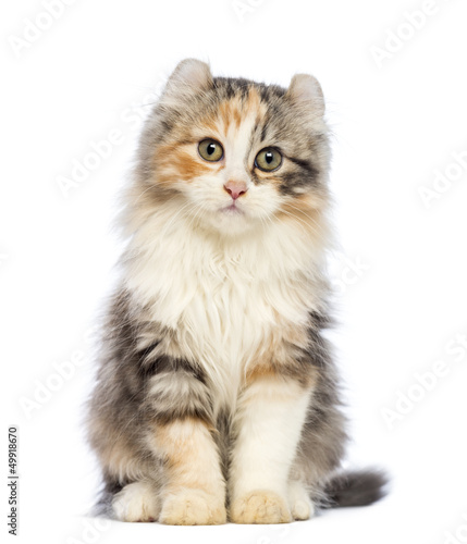 American Curl kitten, 3 months old, sitting and looking