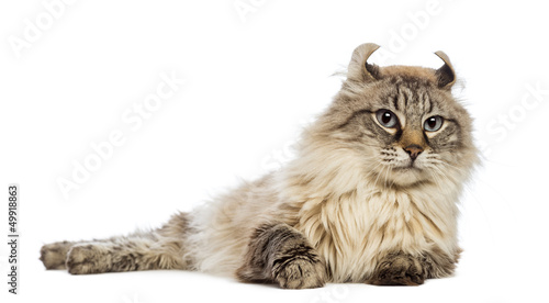 Fototapeta Naklejka Na Ścianę i Meble -  American Curl lying and looking away