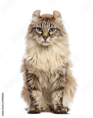 American Curl sitting and looking at the camera photo