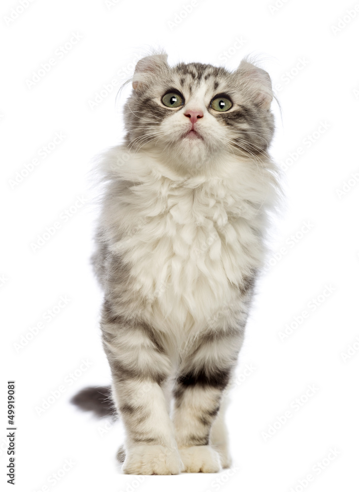 American Curl kitten, 3 months old, in front of white background