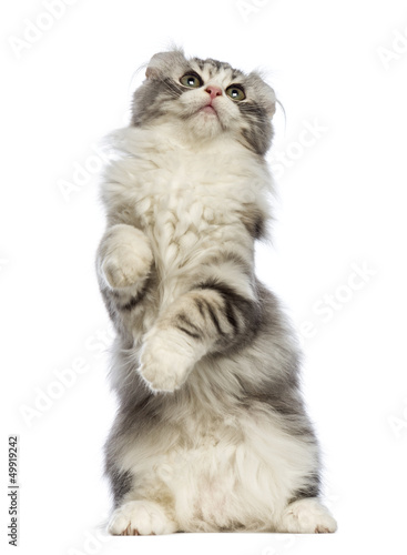 American Curl kitten, 3 months old, standing on hind leg © Eric Isselée